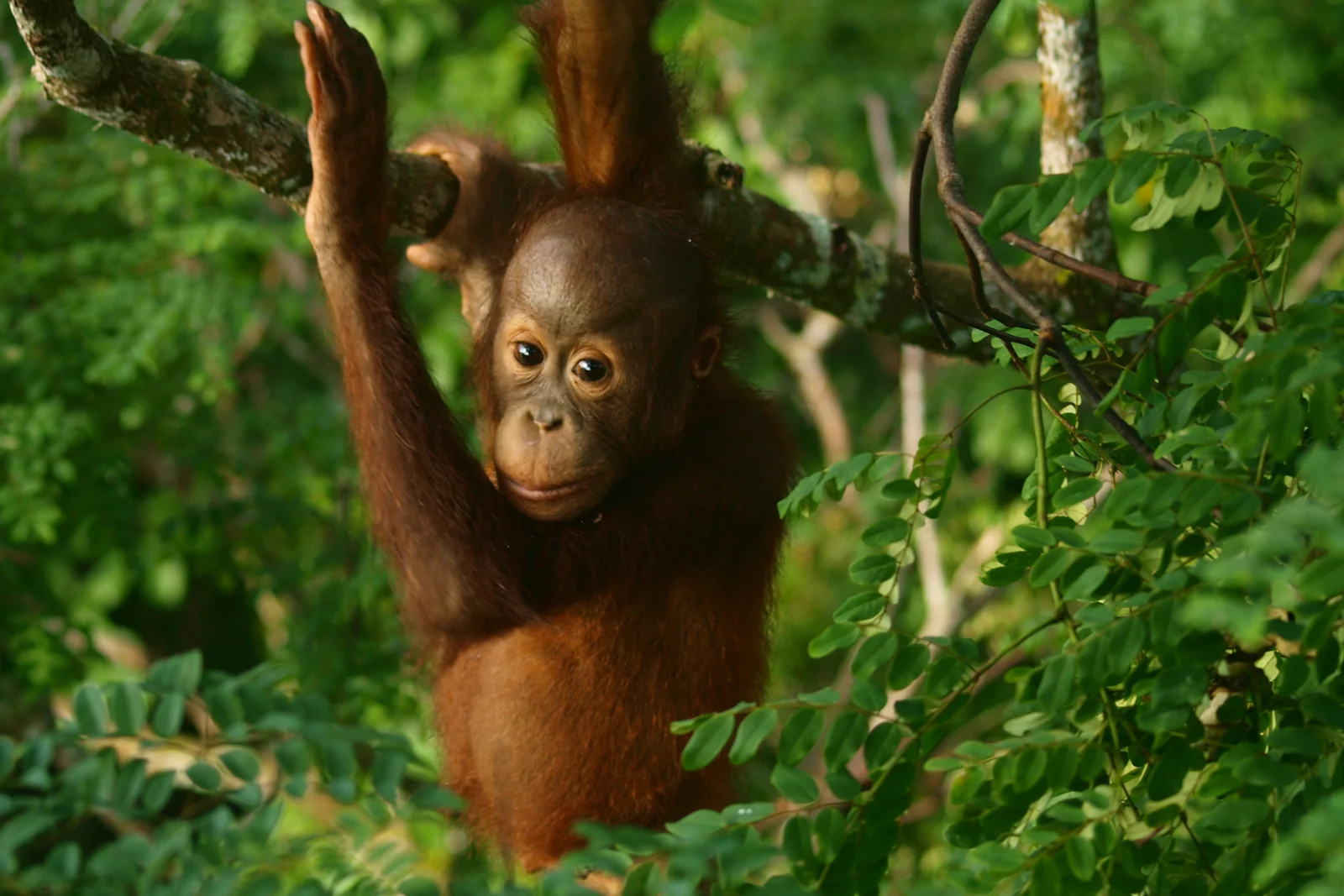 Young orangutan in the rainforest in Borneo